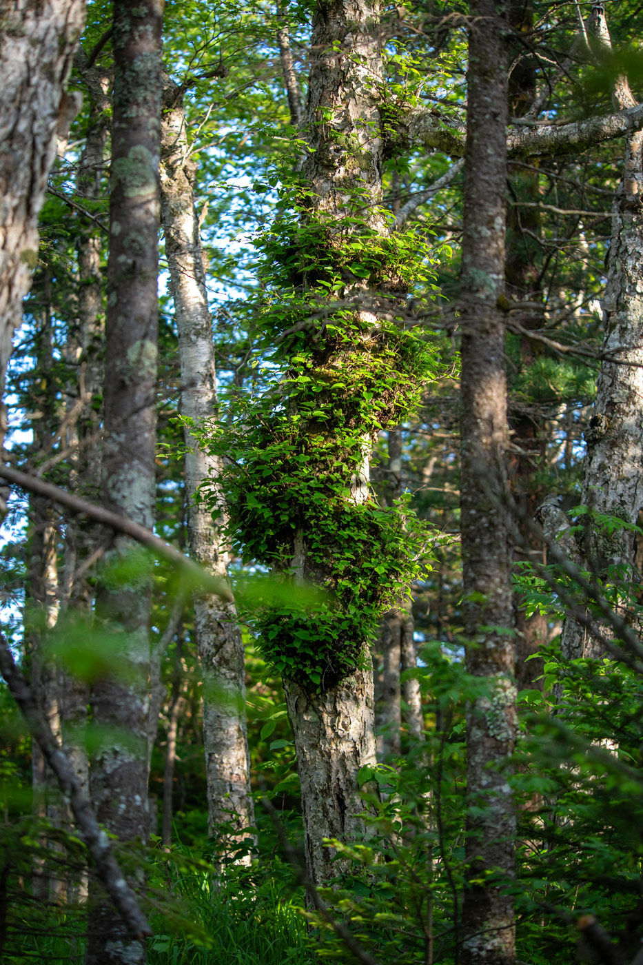 Image of Betula lanata specimen.