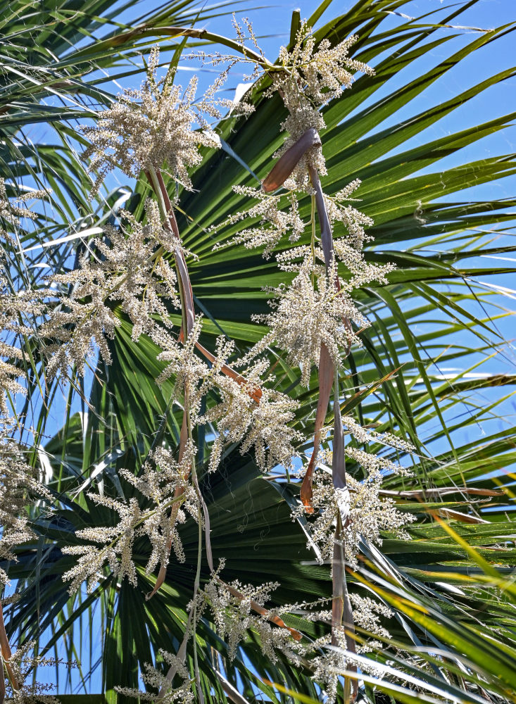 Изображение особи Washingtonia robusta.