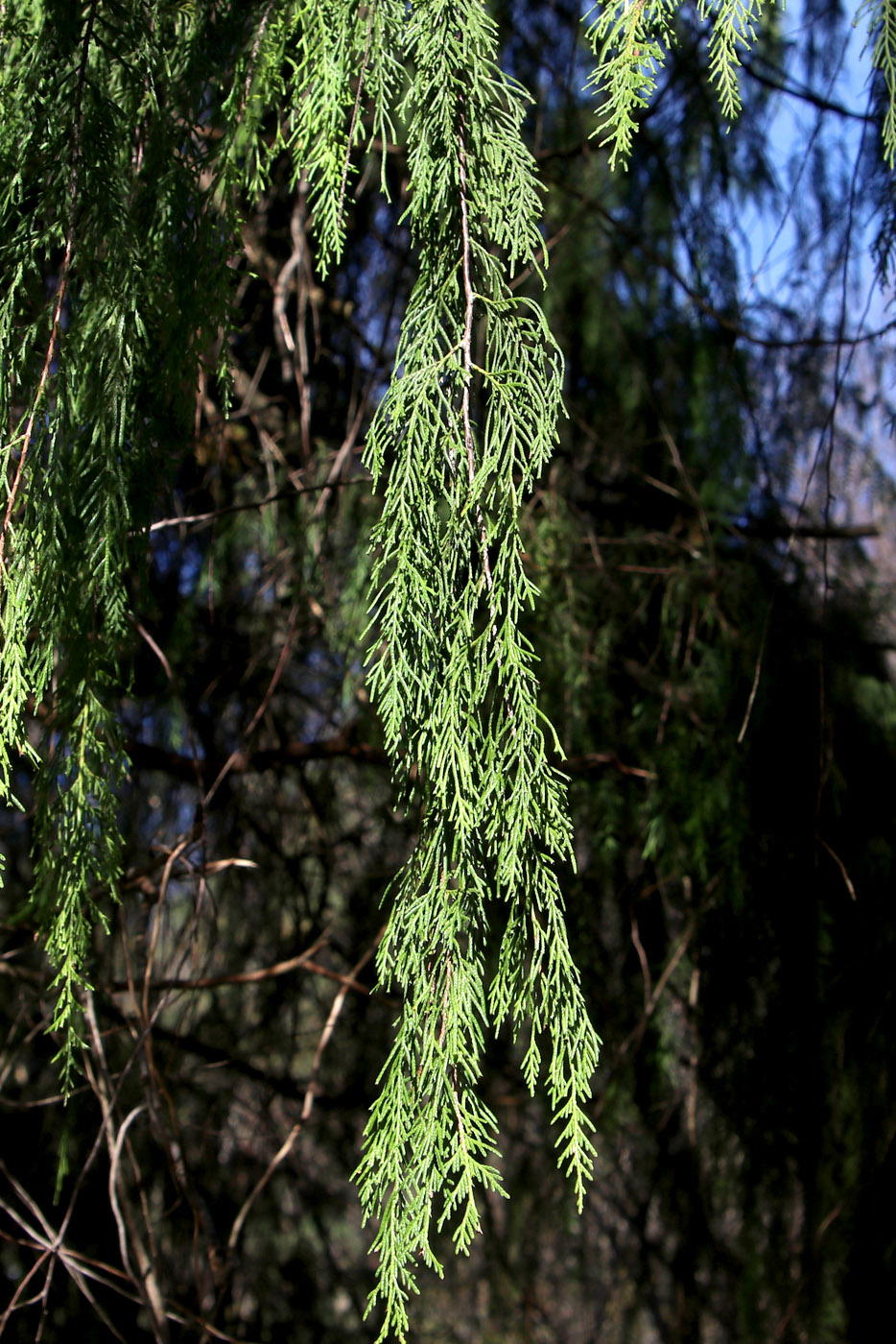 Image of Cupressus funebris specimen.