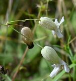 семейство Caryophyllaceae. Соцветие. Тульская обл., Заокский р-н, Бутиково, лесная опушка. 24.08.2025.
