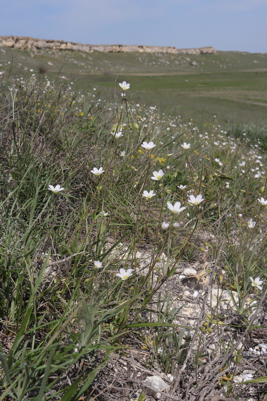 Изображение особи Holosteum glutinosum ssp. liniflorum.