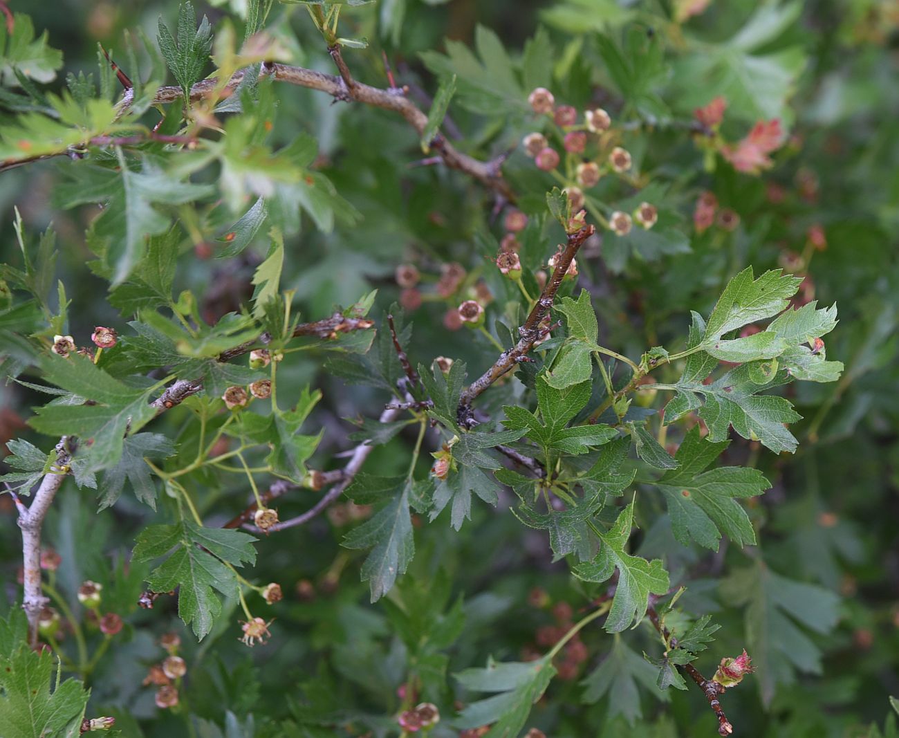 Изображение особи род Crataegus.