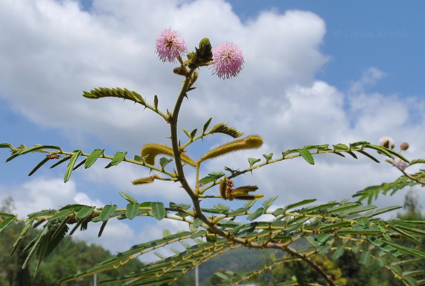 Image of Mimosa pigra specimen.
