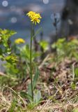 Смотреть изображение Tephroseris kirilowii