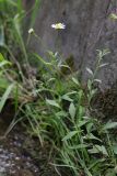 Erigeron karvinskianus. Зацветающее растение. Крым, Южный берег, пос. Мисхор, парк. 29.05.2026.