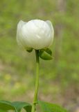 Paeonia caucasica. Верхушка побега с цветком (белоцветковая морфа). Краснодарский край, Крымский р-н, окр. станицы Неберджаевская, ур. Темрючки, буково-грабово-дубовый лес. 23.04.2026.