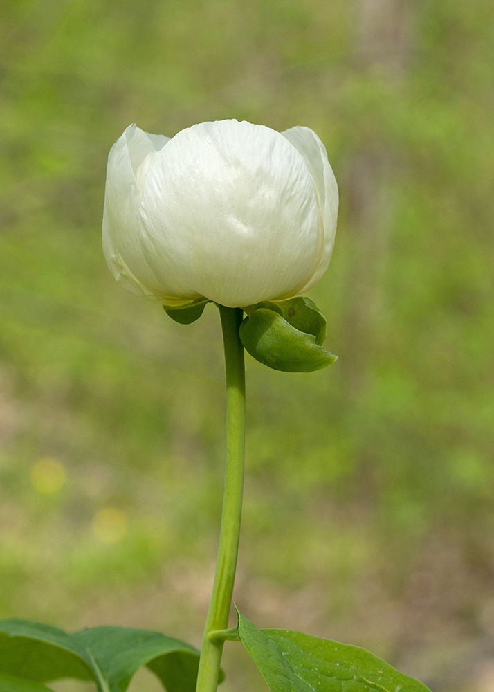 Изображение особи Paeonia caucasica.