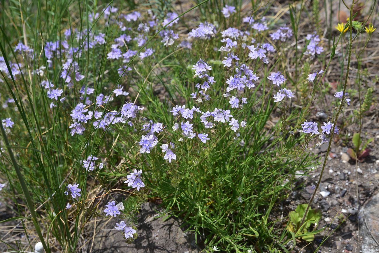 Image of genus Veronica specimen.