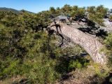 Pinus pallasiana