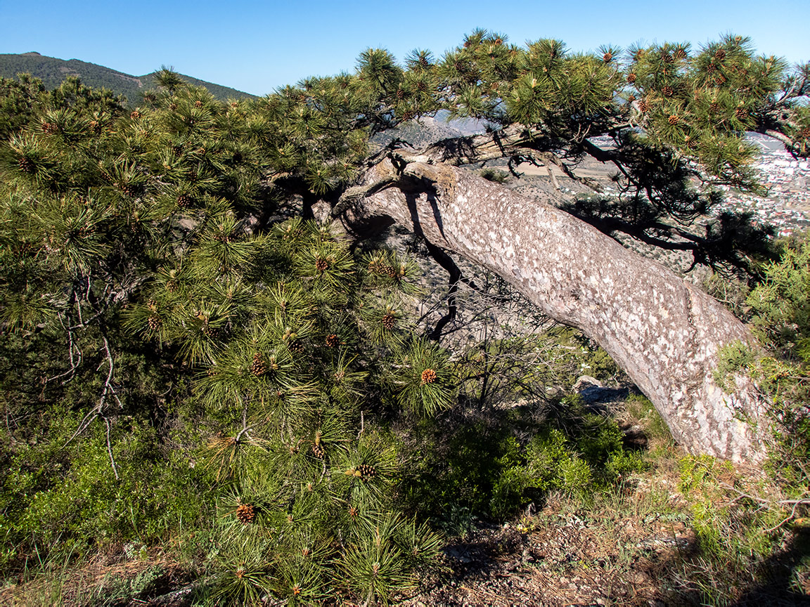 Image of Pinus pallasiana specimen.