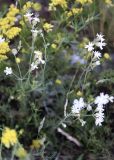 Silene brahuica