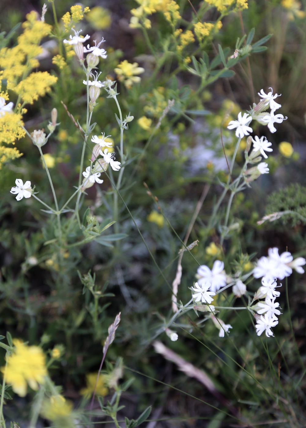 Изображение особи Silene brahuica.
