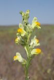 genus Linaria. Соцветие. Астраханская обл., Наримановский р-н, окр. пос. Сайгачный, Пески Давсна, нарушенная степь. 10 мая 2026 г.