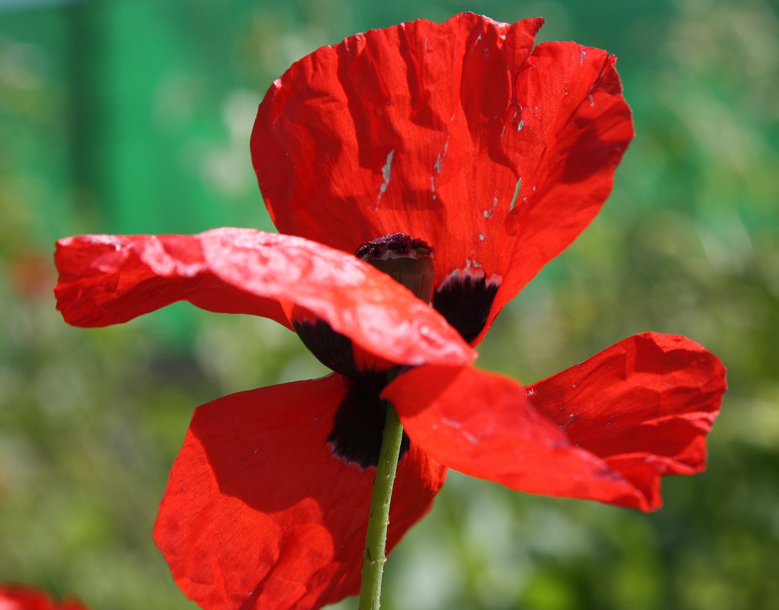 Изображение особи Papaver umbonatum.