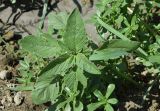 Amaranthus retroflexus. Вегетирующее растение в сообществе с Portulaca oleracea. Узбекистан, Самаркандская обл., Нарпайский р-н, окр. кишлака Тоткент, край плантации хлопчатника. 13.08.2026.