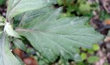 Artemisia stolonifera