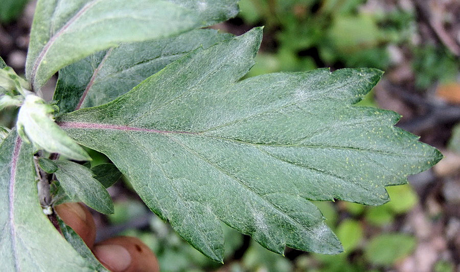 Image of Artemisia stolonifera specimen.