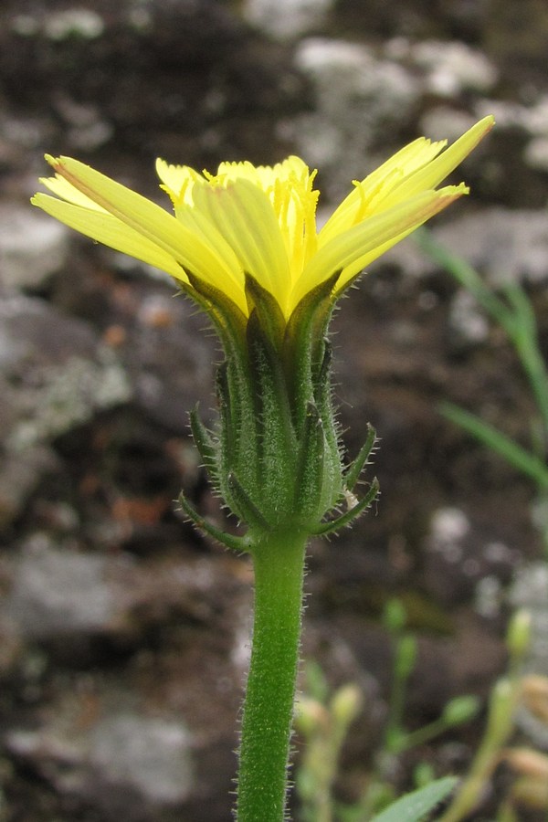 Изображение особи Picris pauciflora.