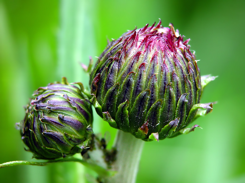 Изображение особи Cirsium heterophyllum.