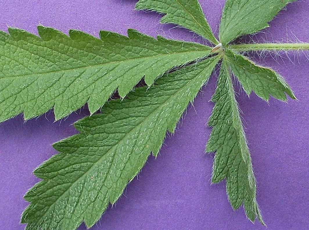 Image of Potentilla obscura specimen.