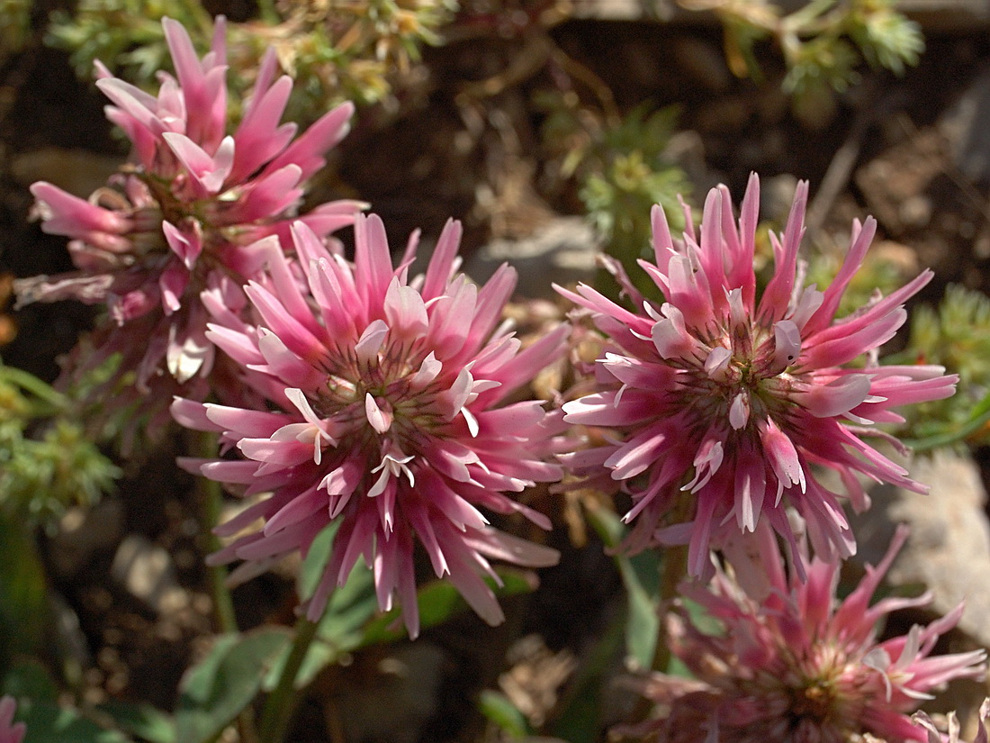 Изображение особи Trifolium ambiguum.