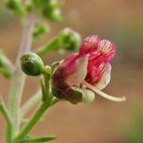 Scrophularia granitica