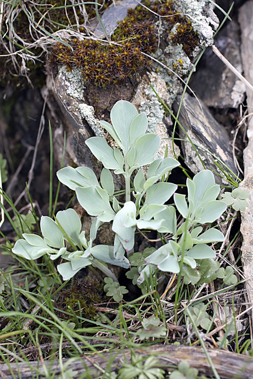 Изображение особи Corydalis sewerzowii.