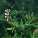 Vicia sepium. Верхушка цветущего растения. Республика Татарстан, Волжско-Камский заповедник. 08.07.2011.