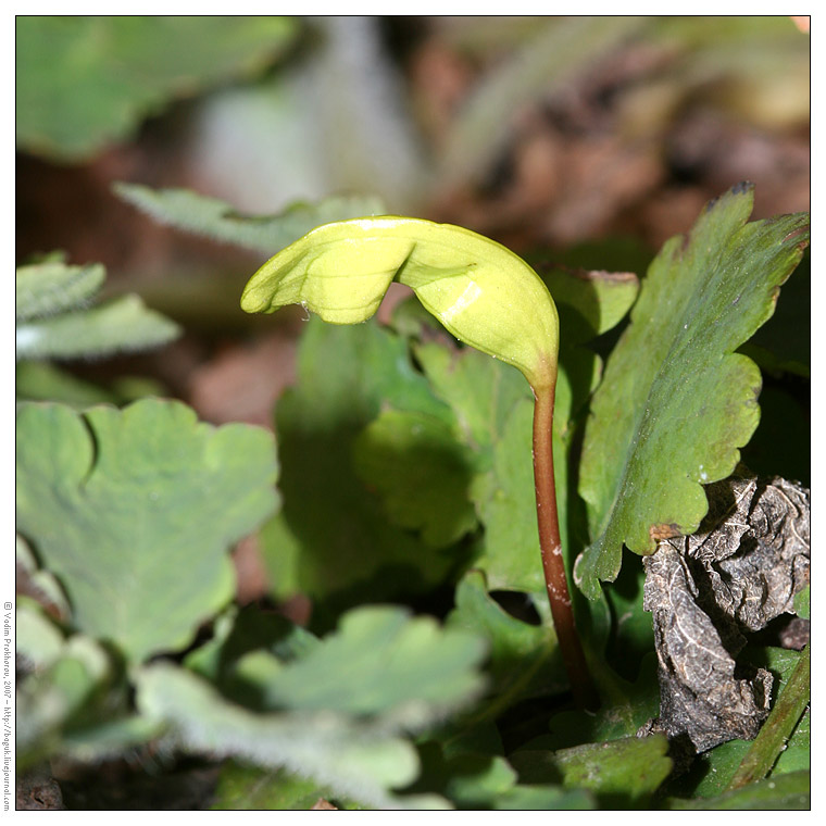 Image of Acer platanoides specimen.
