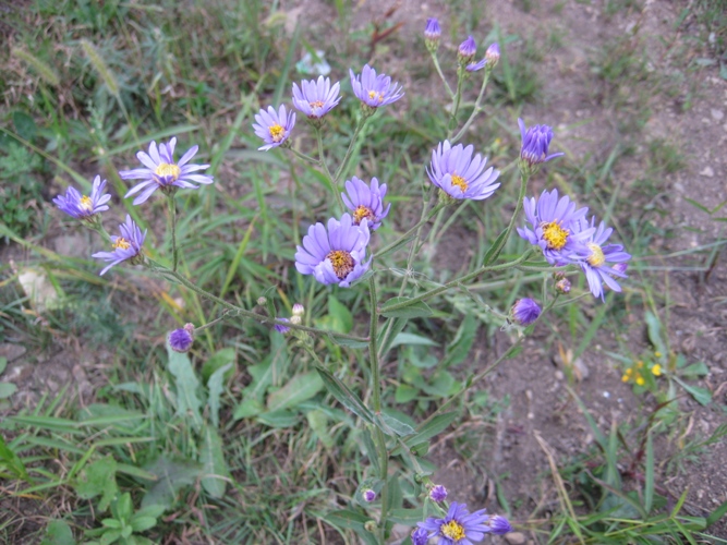 Image of Aster tataricus specimen.