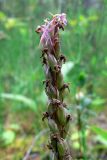 Gymnadenia conopsea