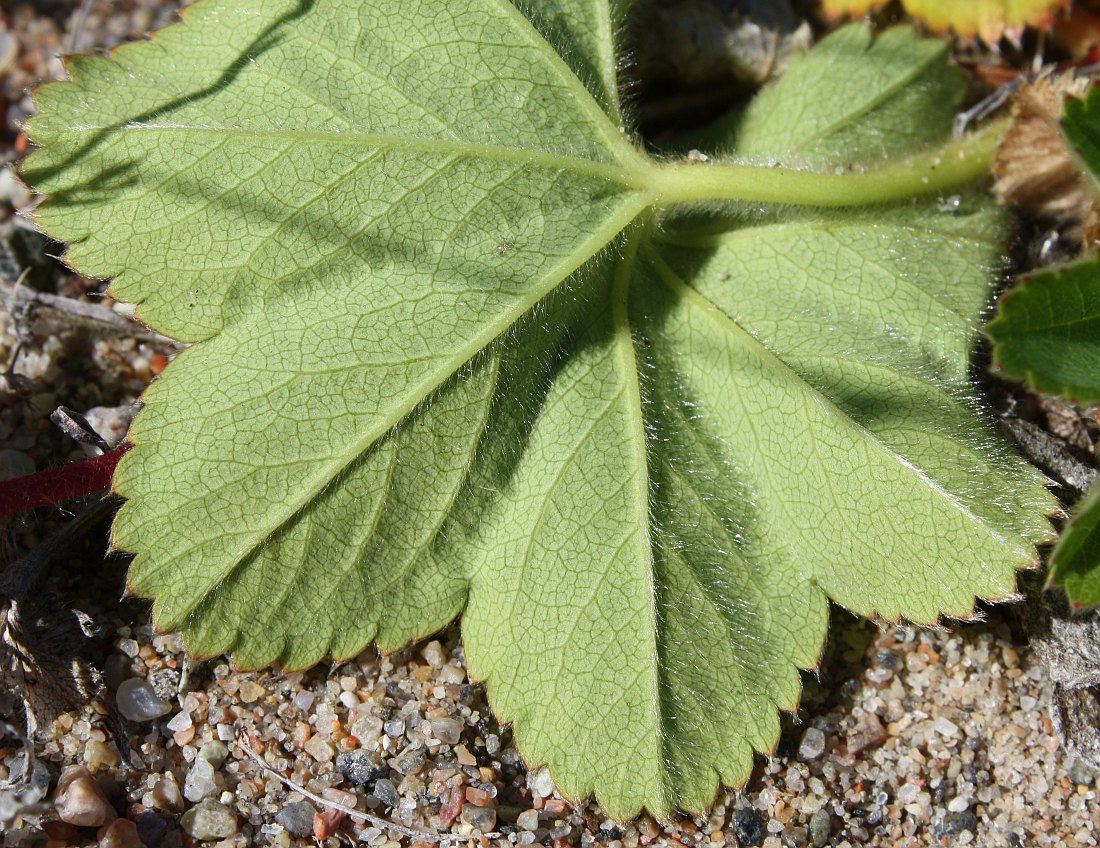 Image of Alchemilla conglobata specimen.