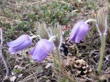 Pulsatilla patens