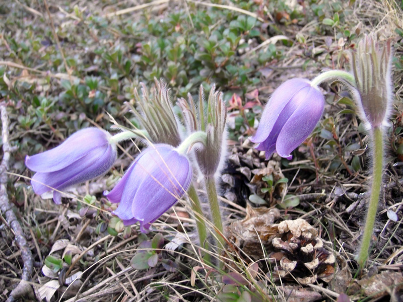 Image of Pulsatilla patens specimen.