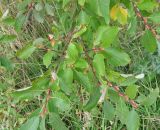 Salix caprea