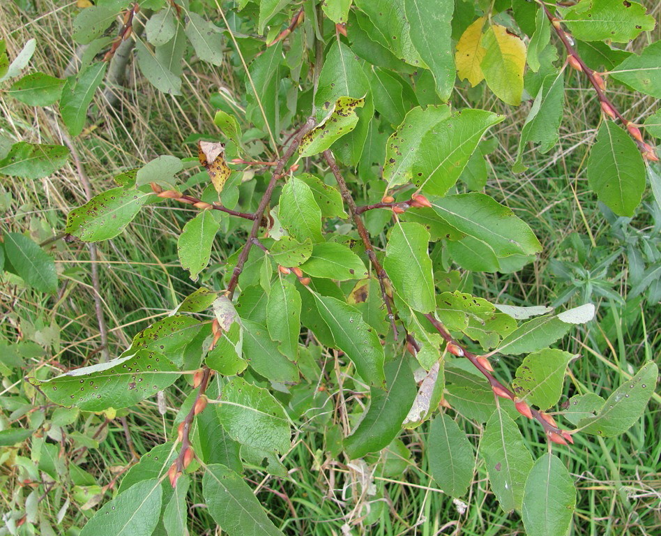 Изображение особи Salix caprea.