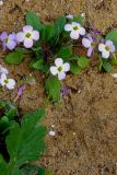 Malcolmia pulchella