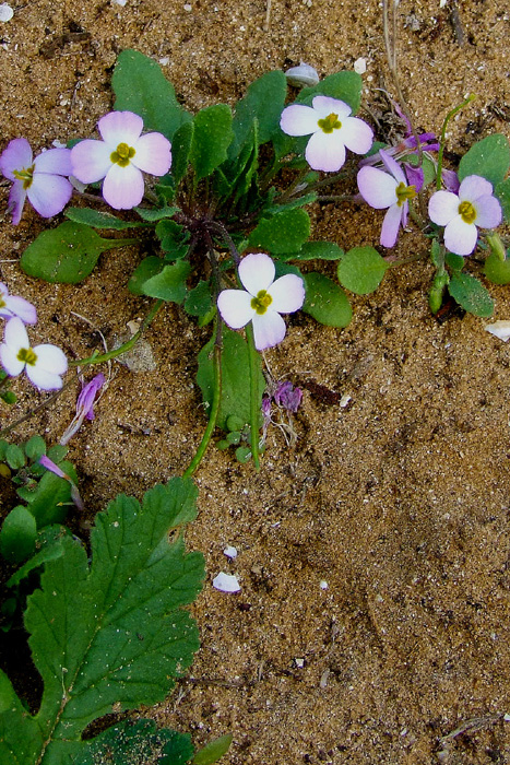 Image of Malcolmia pulchella specimen.