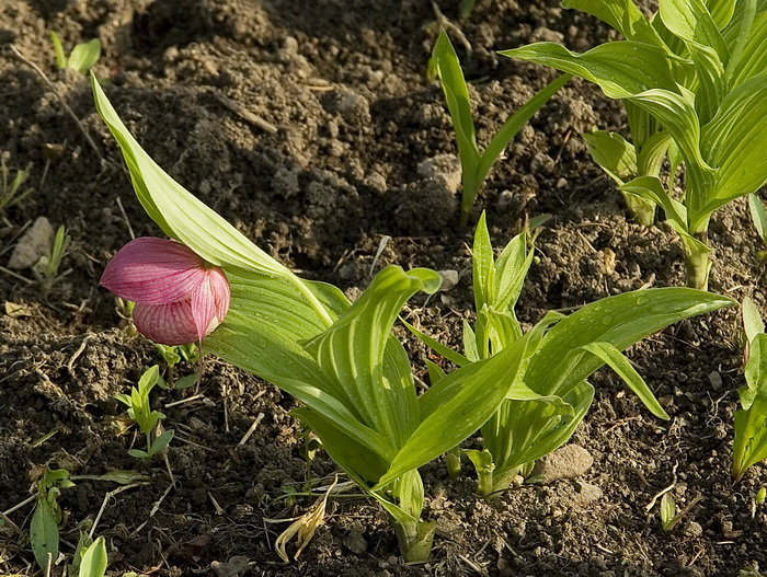 Image of Cypripedium macranthos specimen.