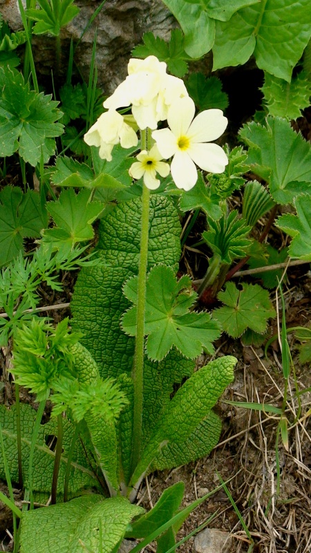 Image of Primula ruprechtii specimen.