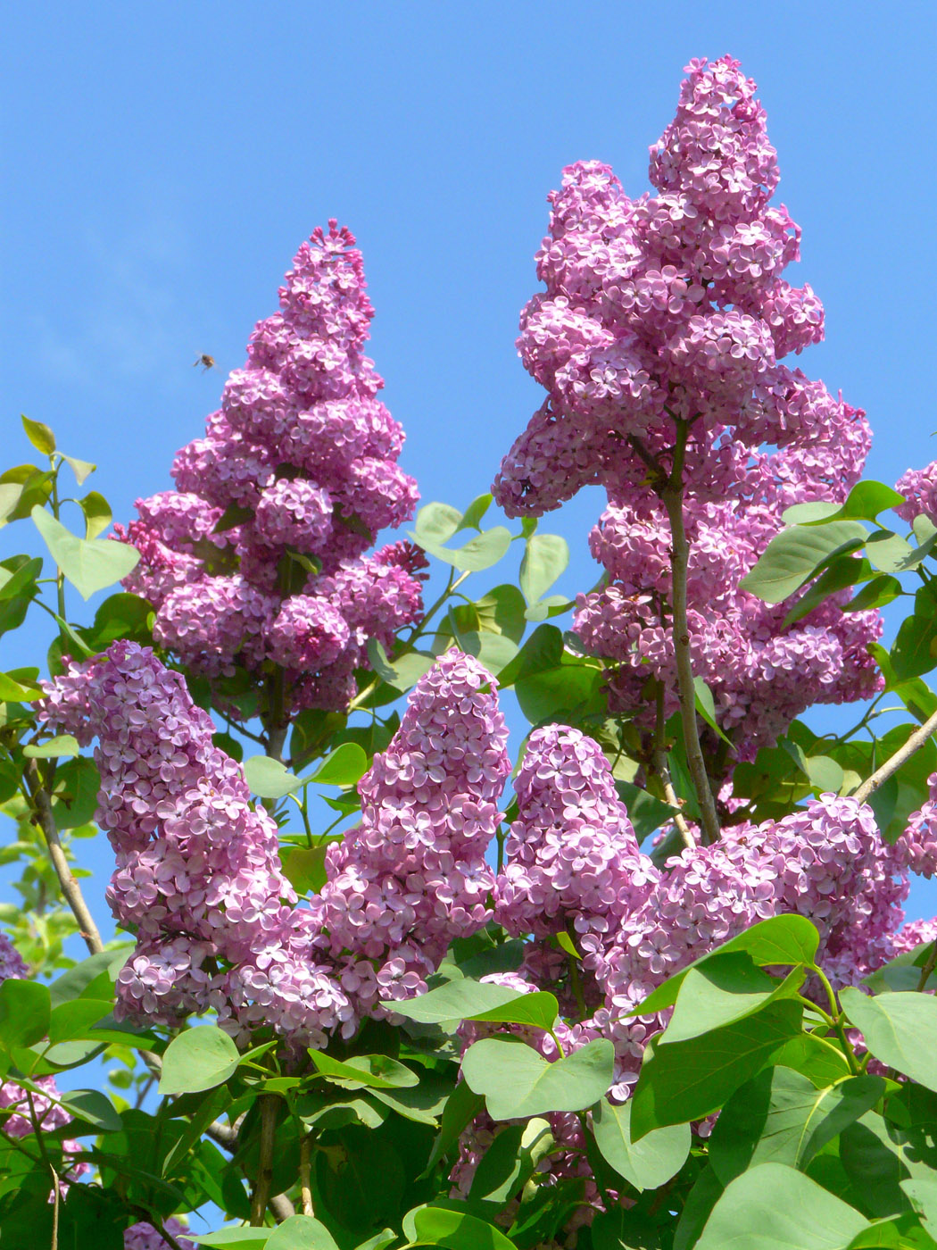 Image of Syringa vulgaris specimen.