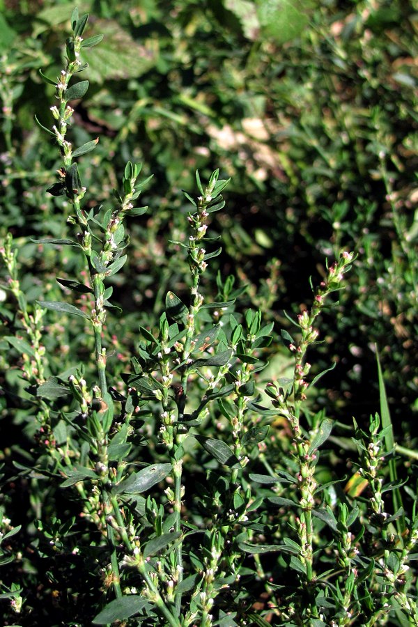 Image of Polygonum arenastrum specimen.