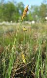 Carex limosa. Верхушка генеративного побега. Окр. Архангельска, болото. 06.06.2011.