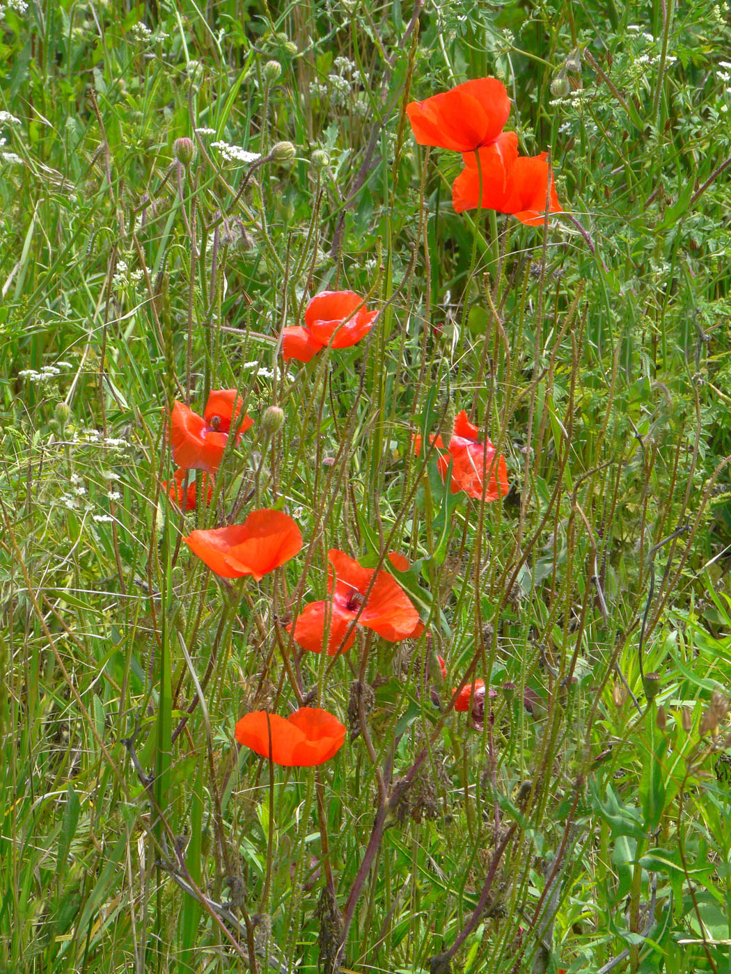 Image of Papaver rhoeas specimen.