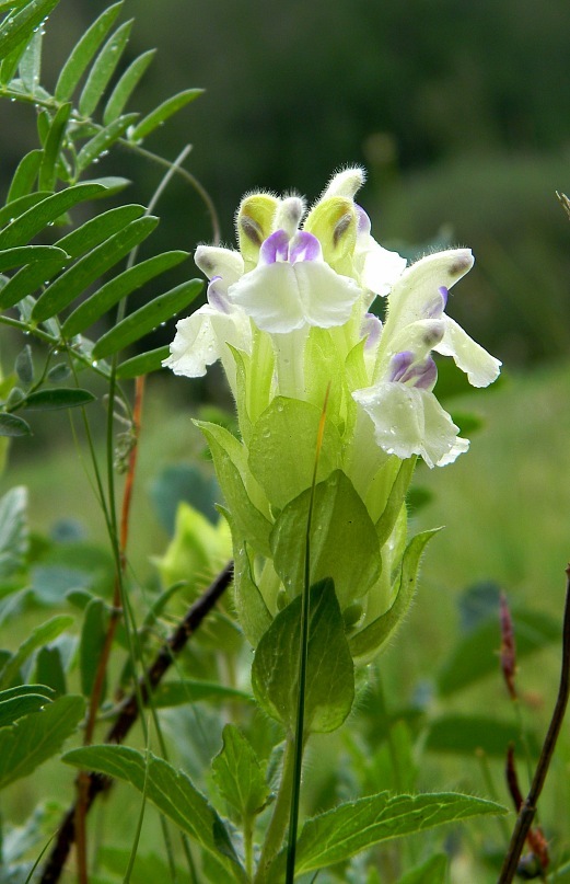 Изображение особи Scutellaria oreades.