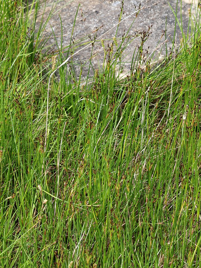 Изображение особи Juncus atrofuscus.