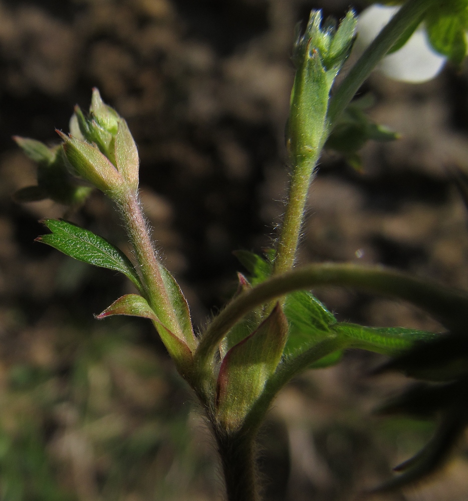 Image of Fragaria viridis specimen.