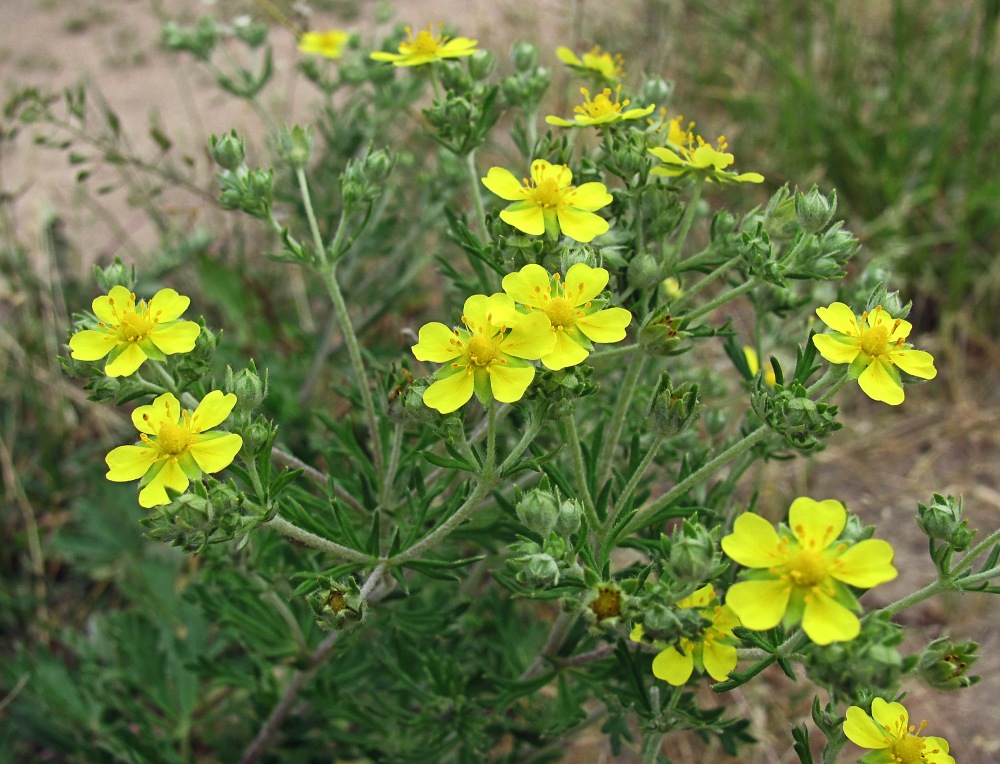 Изображение особи Potentilla argentea.