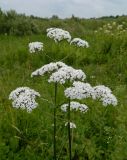 Valeriana officinalis. Соцветия. Смоленская обл., Смоленский р-н, окр. пос. Каспля, зарастающее болото. 08.07.2011.