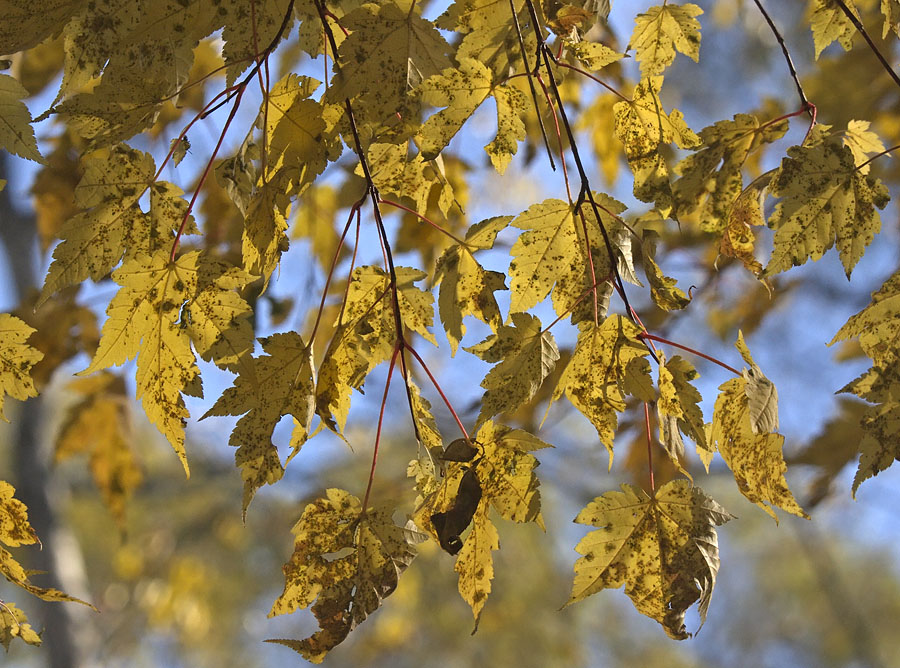 Image of Acer komarovii specimen.